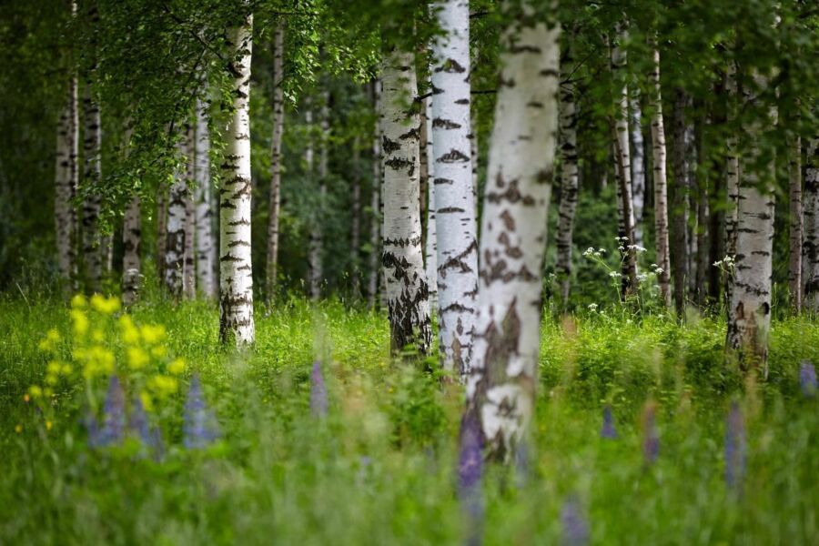 Segezha Group налаживает систему ответственного лесопользования в Костромской области