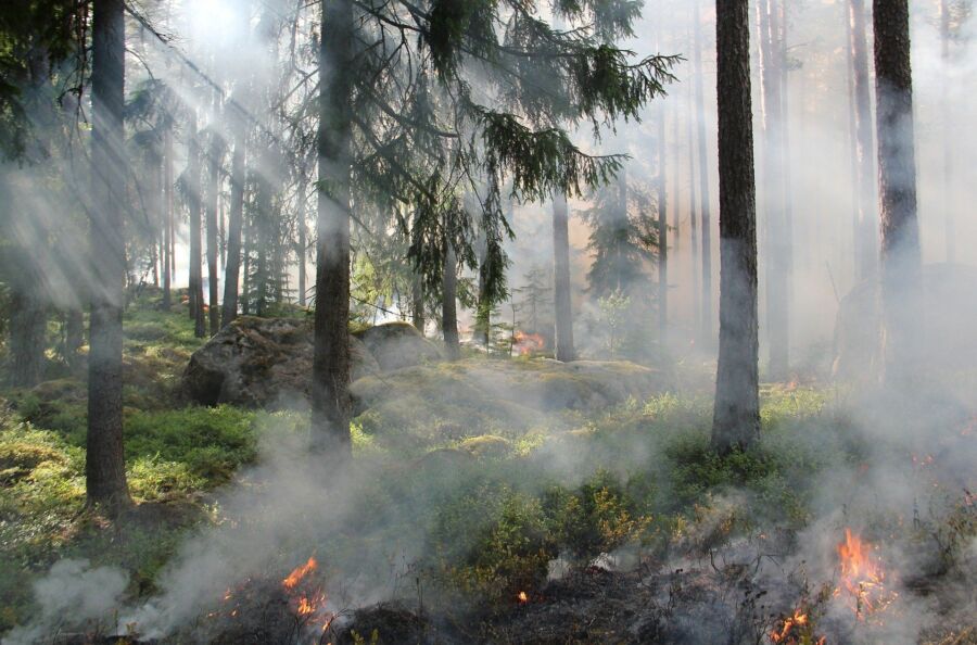 Молния подожгла лес в Костромской области