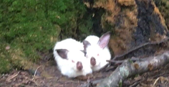 Десятки умирающих кроликов ждут помощи в перелеске Костромы