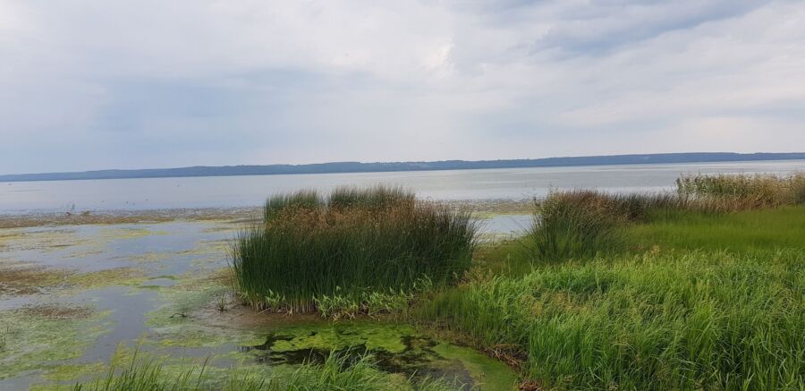 Чиновники пообещали очистить Галичское озеро, но не очень быстро