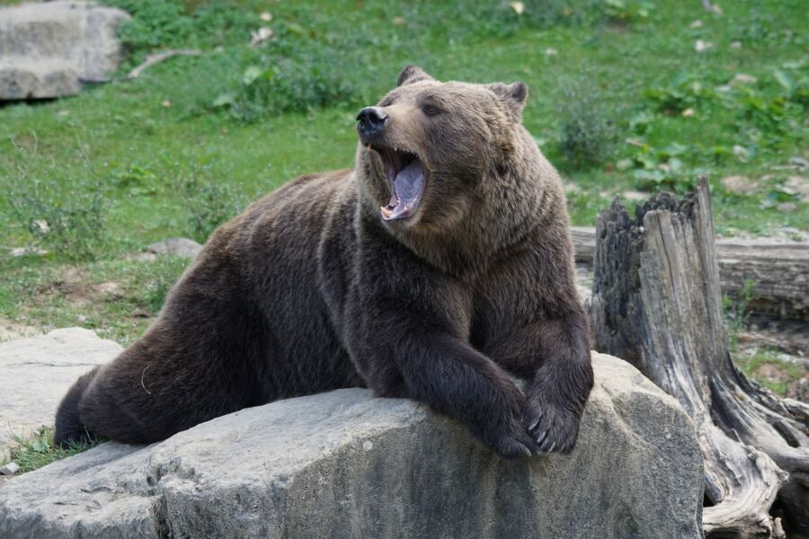 «Я не хочу умирать!»: стали известны подробности погони медведей за костромскими детьми
