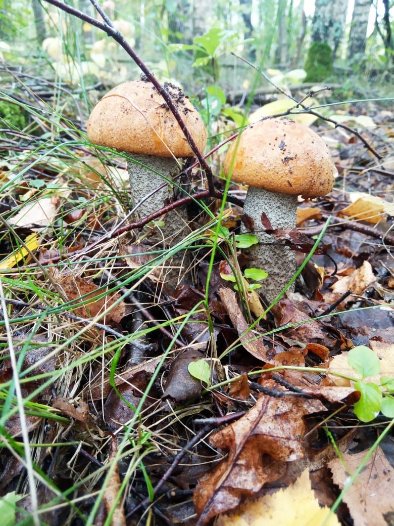 Костромичи рассказывают про нереальный урожай грибов