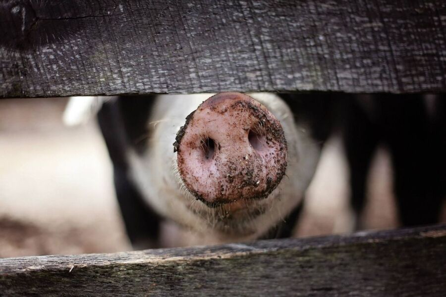 Африканская чума свиней подбирается все ближе к Костроме