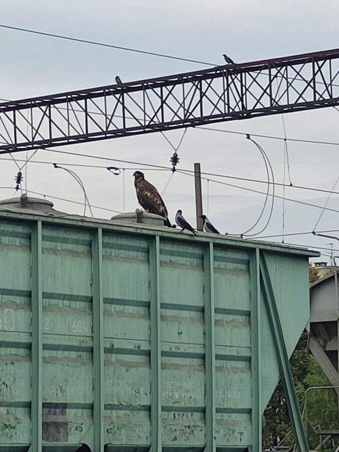 Утомленный орел с гордым взглядом поехал на поезде из Костроме