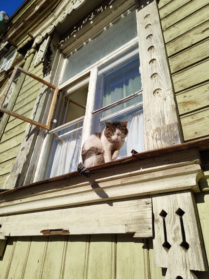 Упитанный кот из Костромы развивает туризм благодаря природному обоянию