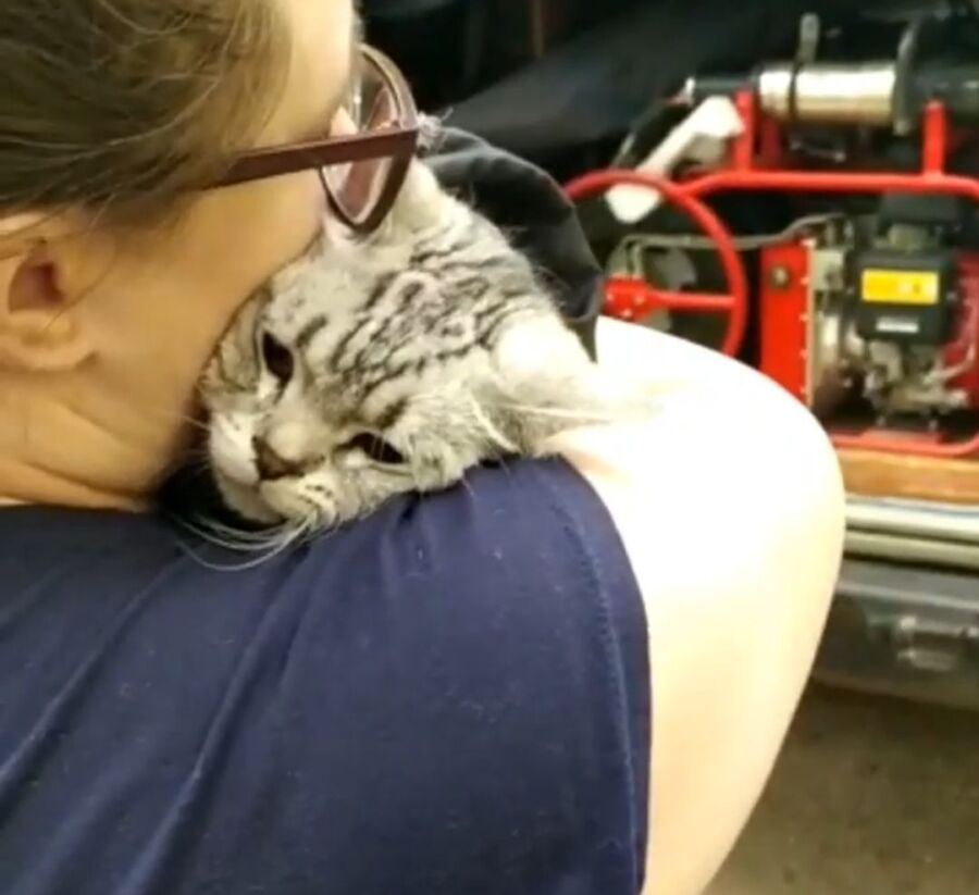 Попавший в западню недовольный кот отблагодарил костромских спасателей по-своему