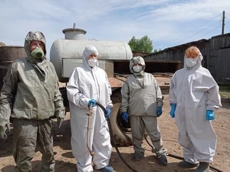 На борьбу с чумными свиньями в Костромской области выделят миллионы рублей