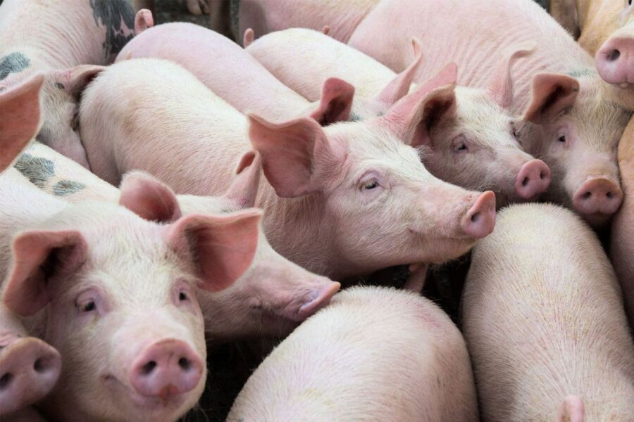 Новые ограничения вводят из-за вспышки чумы свиней в Костромской области