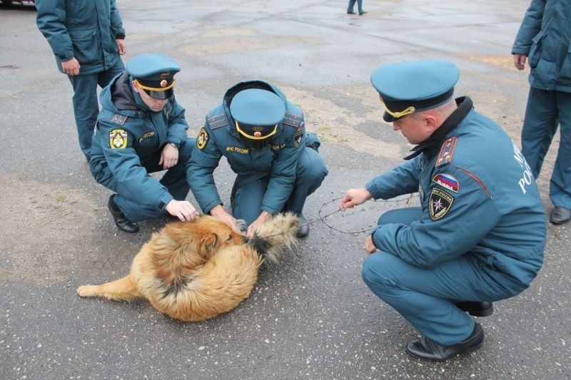 Пожарные во время соревнований спасли собаку в Костроме