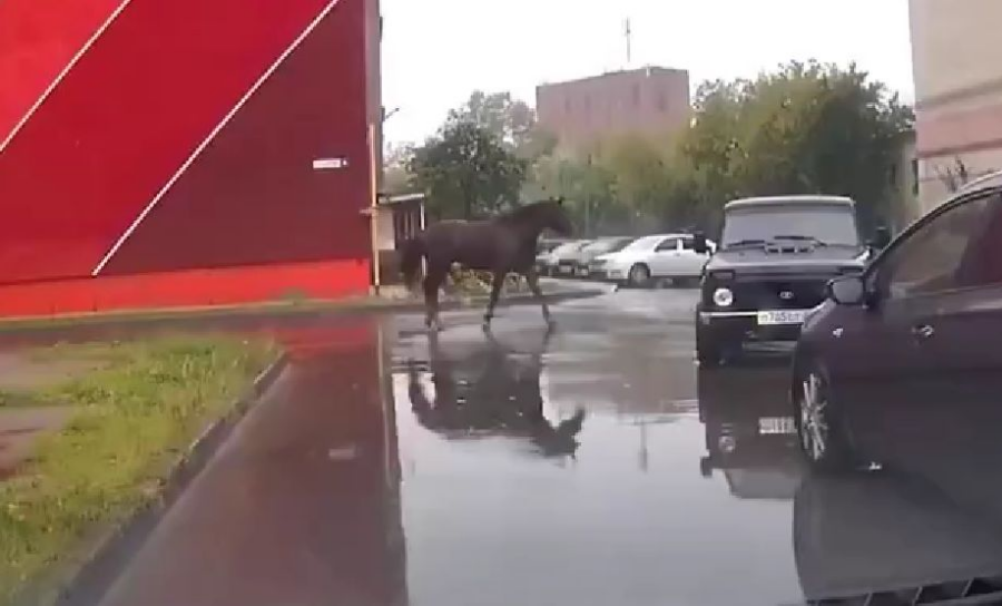 Резвая лошадь на самовыгуле пугает водителей в Костроме