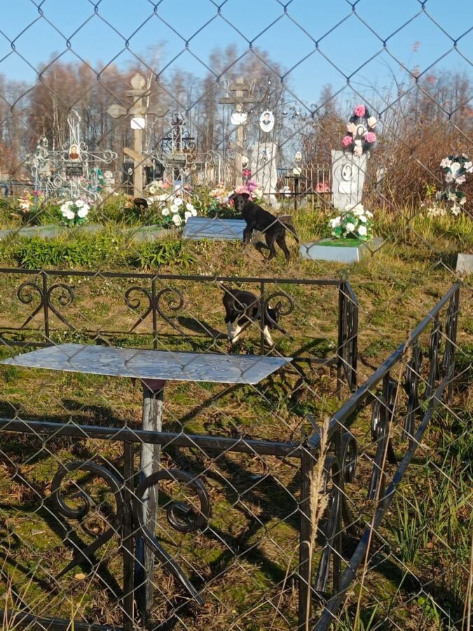 Банда собак ворует конфеты с кладбища под Костромой