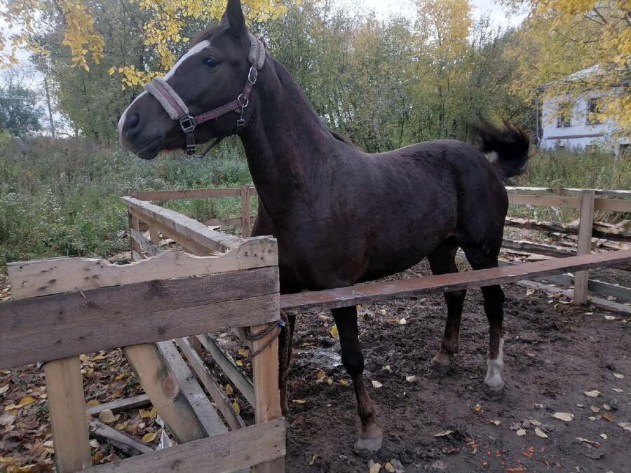 Вся Кострома переживает за судьбу знаменитой лошади на самовыгуле