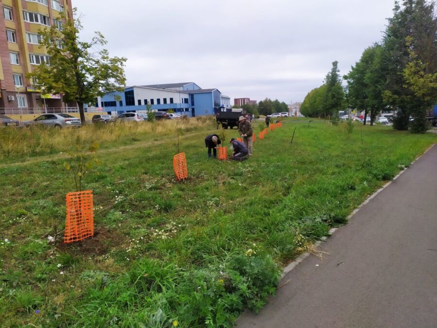 Тысячи новых деревьев и кустарников появились в Костроме
